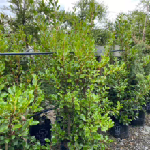 35L Griselinia littoralis 'Canterbury' (Kāpuka) at Leafland