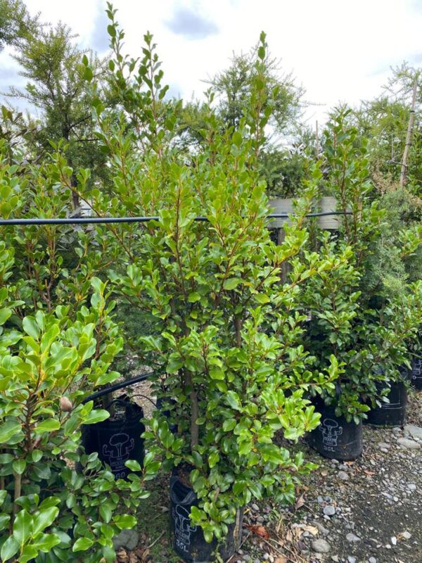 35L Griselinia littoralis 'Canterbury' (Kāpuka) at Leafland