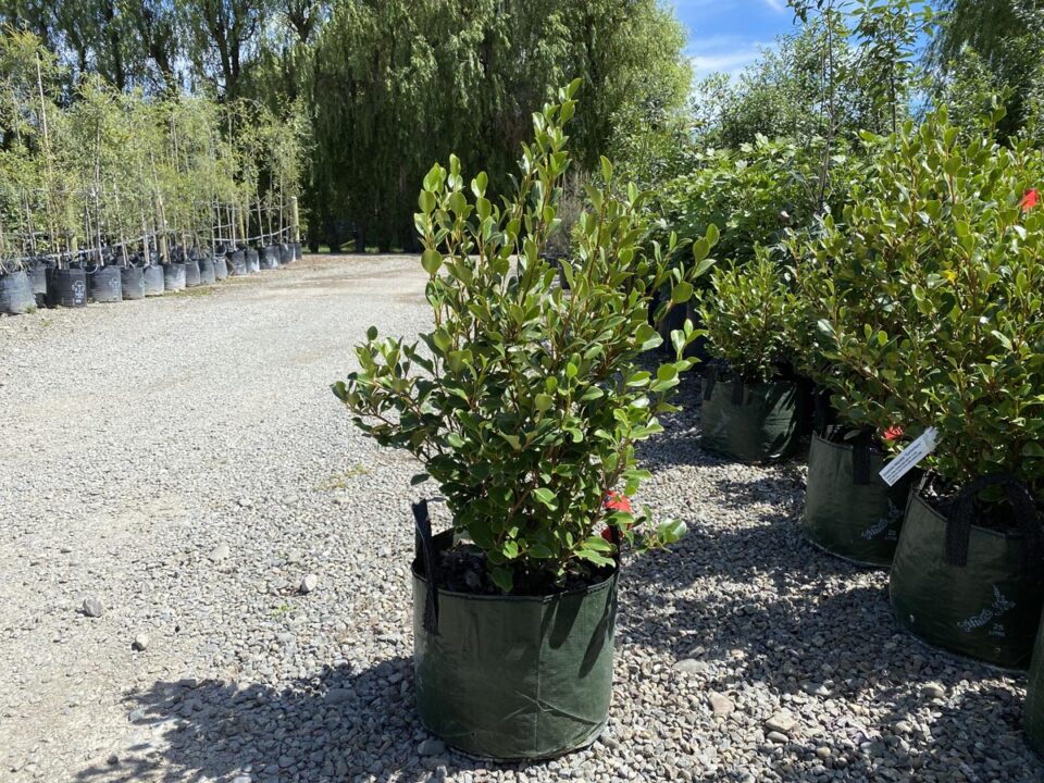 Griselinia littoralis 'Canterbury' (Kāpuka) plant at Leafland.