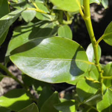 Griselinia littoralis 'Gecko Green' (Kāpuka) leaf.