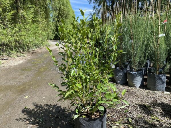 <i>Griselinia littoralis</i> 'Gecko Green'