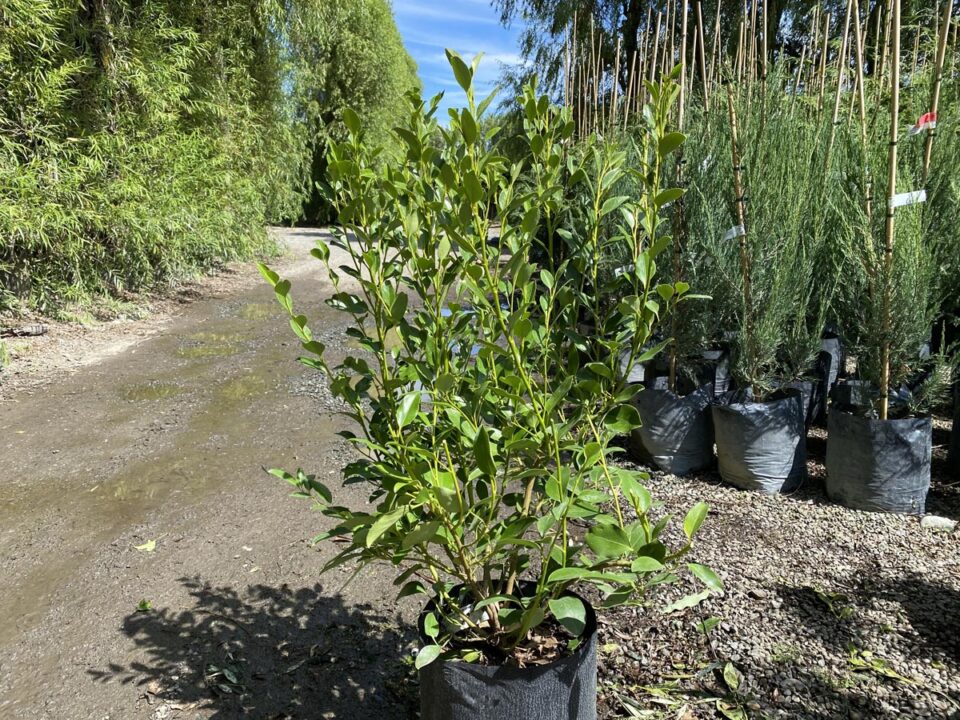 Griselinia littoralis 'Gecko Green' (Kāpuka) tree at Leafland.