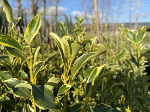 <i>Griselinia littoralis</i> 'Variegata'