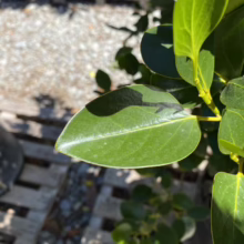 Griselinia littoralis 'Whenuapai' (Kāpuka) leaf.