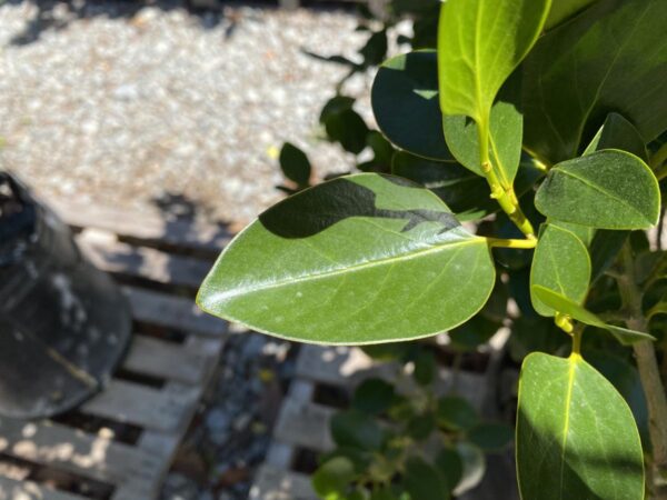 <i>Griselinia littoralis</i> 'Whenuapai' - Image 2