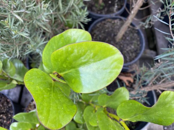 <i>Griselinia lucida</i> - Image 2