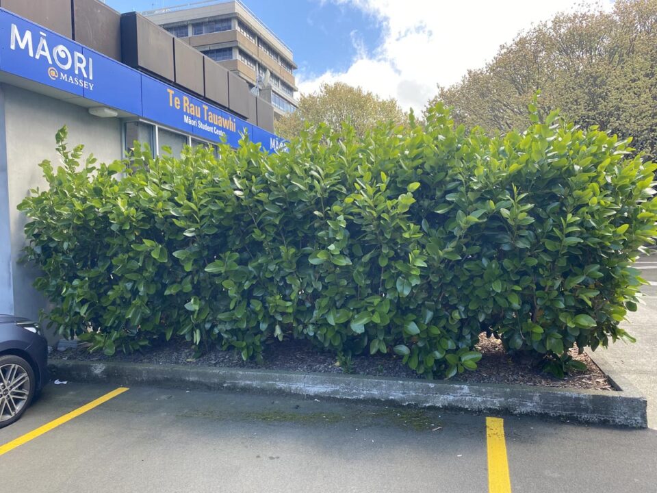 Griselinia lucida (Puka) hedge.