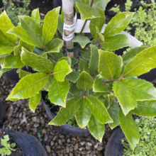 Lush green foliage of a young 'Oakland' Holly tree in a black nursery pot. The leaves have spiny edges and a glossy texture, suggesting healthy growth.