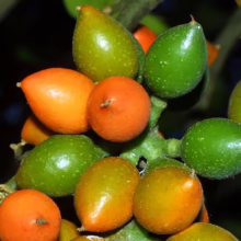 Cluster of unripe peach palm fruits, showcasing a mix of green and orange hues on a textured branch. The vibrant colors and close-up perspective highlight the palm's unique fruit development.