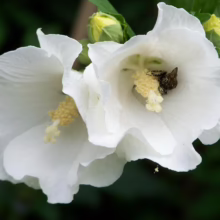 Two white Rose of Sharon flowers, one with a bee nestled inside gathering pollen. Unopened buds and green leaves add to the natural beauty.
