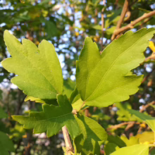 Close-up of a branch with bright green, lobed leaves, showcasing the plant's vibrant foliage and intricate leaf structure.