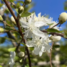 Close-up of a flowering Allegheny serviceberry branch with delicate white blossoms, unopened buds, and small green leaves against a bright blue sky.