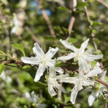 Cluster of delicate white hawthorn flowers blooming on a branch, with small green leaves and a blurred background of foliage and sky.
