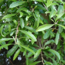 Close-up of a coastal banksia plant, showcasing its serrated, oblong green leaves and textured branches. The foliage is lush, filling the frame with vibrant natural detail.
