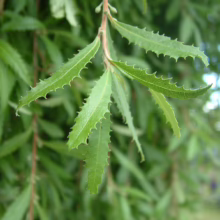 Close-up of a willow tree branch with vibrant green, lance-shaped leaves and finely serrated edges. The foliage exhibits a fresh, healthy appearance against a soft, blurred background of more willow leaves.