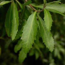 Close-up of green serrated leaves on a branch, showcasing the plant's sharp, tooth-like edges and vibrant color.