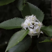 Cluster of delicate white Oemleria cerasiformis flowers, also known as Indian plum or oso berry, surrounded by serrated green leaves on a branch.