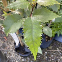 Close-up of a young tree sapling with vibrant green, serrated leaves. The leaves have prominent veins and pointed tips. The plant is in a black pot, surrounded by other plants in a nursery setting.