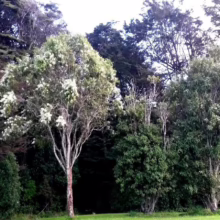 Trees with white flowers stand on a green lawn, backed by a dense forest. The scene evokes a sense of natural beauty and tranquility.