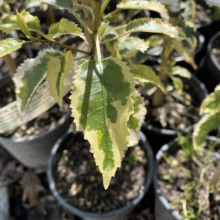 Close-up of a variegated hibiscus plant with striking green and yellow foliage, showcasing its serrated leaf edges in a nursery setting. Potted plants fill the background.