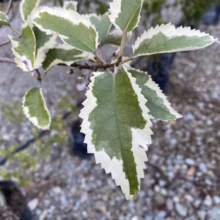 Close-up of a variegated holly branch with spiky, green and white leaves. The leaves have a unique, serrated edge and are highlighted against a blurred gravel background.