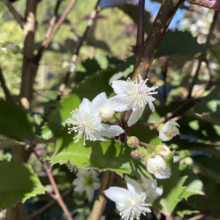 Delicate white flowers with prominent stamens bloom on a shrub with serrated green leaves and reddish-brown stems, bathed in sunlight.