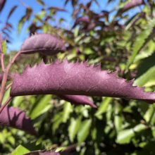 Close-up of a vibrant purple leaf with serrated edges against a backdrop of green foliage and a clear blue sky. The leaf's texture and unique color are highlighted.