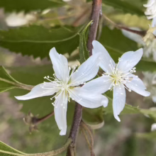 Close-up of two white flowers with slender petals and delicate stamens on a slender, brown branch. The flowers are surrounded by textured green leaves.