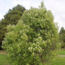 A vibrant Amelanchier laevis tree, also known as Smooth Serviceberry, is in full bloom with delicate white flowers against a backdrop of lush green foliage and a blue sky.