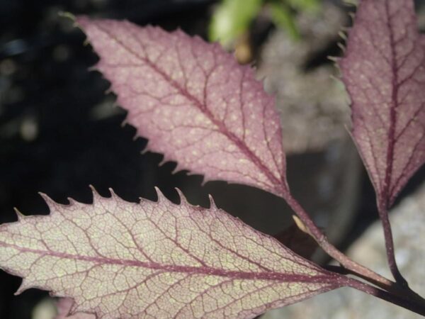 <i>Hoheria sexstylosa</i> 'Purple Lace'