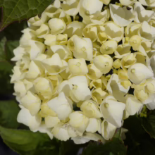 Close-up of a white hydrangea bloom, its delicate petals creating a dense, rounded flower head. Green leaves and another pink hydrangea bloom are visible in the background.