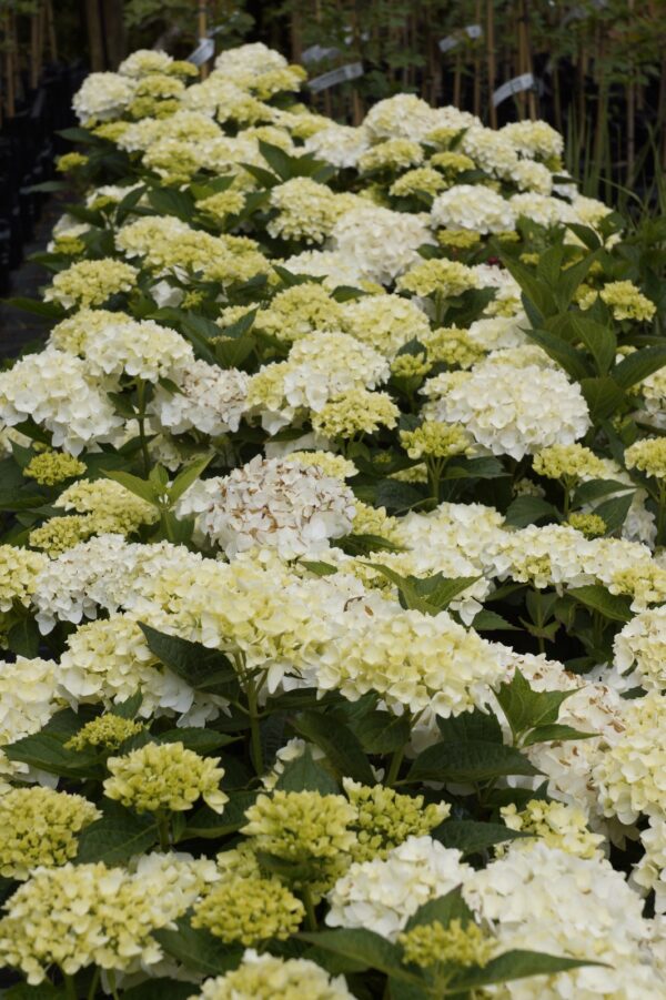 <i>Hydrangea macrophylla</i> 'Agnes Pavelli' - Image 3