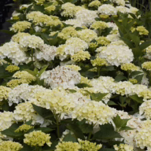 A lush garden bed filled with blooming Endless Summer hydrangeas, their blossoms ranging from creamy white to pale green, creating a serene and inviting landscape.