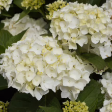 Lush white hydrangea blossoms in full bloom, their delicate petals forming dense, rounded flower heads amidst dark green foliage. Hints of pale green buds suggest further blooms.
