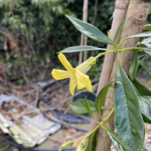 A vibrant yellow flower blooms on a shiny-leaved shrub, its trumpet-like shape standing out against the blurred green background. Buds indicate more blooms to come on this evergreen shrub.