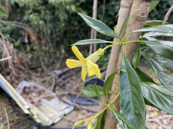 <i>Hymenosporum flavum</i> - Image 2