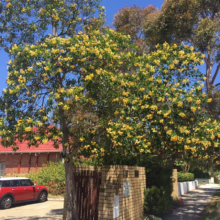 Golden Penda tree in full bloom, its yellow flowers brightening a residential street. A red Mini Cooper is parked nearby, adding a pop of color to the sunny scene.