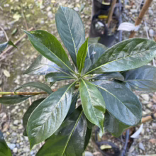 Glossy, dark green leaves of a young plant, possibly a magnolia or similar evergreen, arranged in a starburst pattern. The leaves have prominent veins and a healthy sheen.