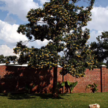 A vibrant tree with yellow blossoms stands in a lush green yard against a backdrop of a brick wall and cloudy blue sky. The scene evokes a sense of natural beauty in a well-maintained garden setting.