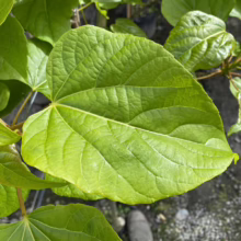 Large, vibrant green katsura tree leaves showcase their heart-shaped form and prominent veins. The image captures the lush foliage of this ornamental tree, popular for its fall color and sweet scent.