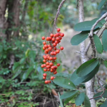 A cluster of vibrant red berries hangs from a branch, contrasting with the glossy green leaves and a textured gray trunk. A lush green forest blurs in the background.