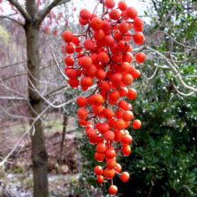 A vibrant cluster of bright red winterberries hangs from a branch, glistening with moisture. The berries stand out against the muted tones of the surrounding winter garden.
