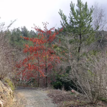 Gravel path winds past bare trees and a vibrant red tree in autumn. A green pine tree stands tall among the dormant foliage, hinting at the changing seasons in a natural landscape.