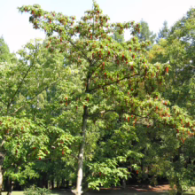 A lush Staghorn Sumac tree stands in a green park, its branches adorned with vibrant red, cone-shaped fruit clusters against a bright blue sky.