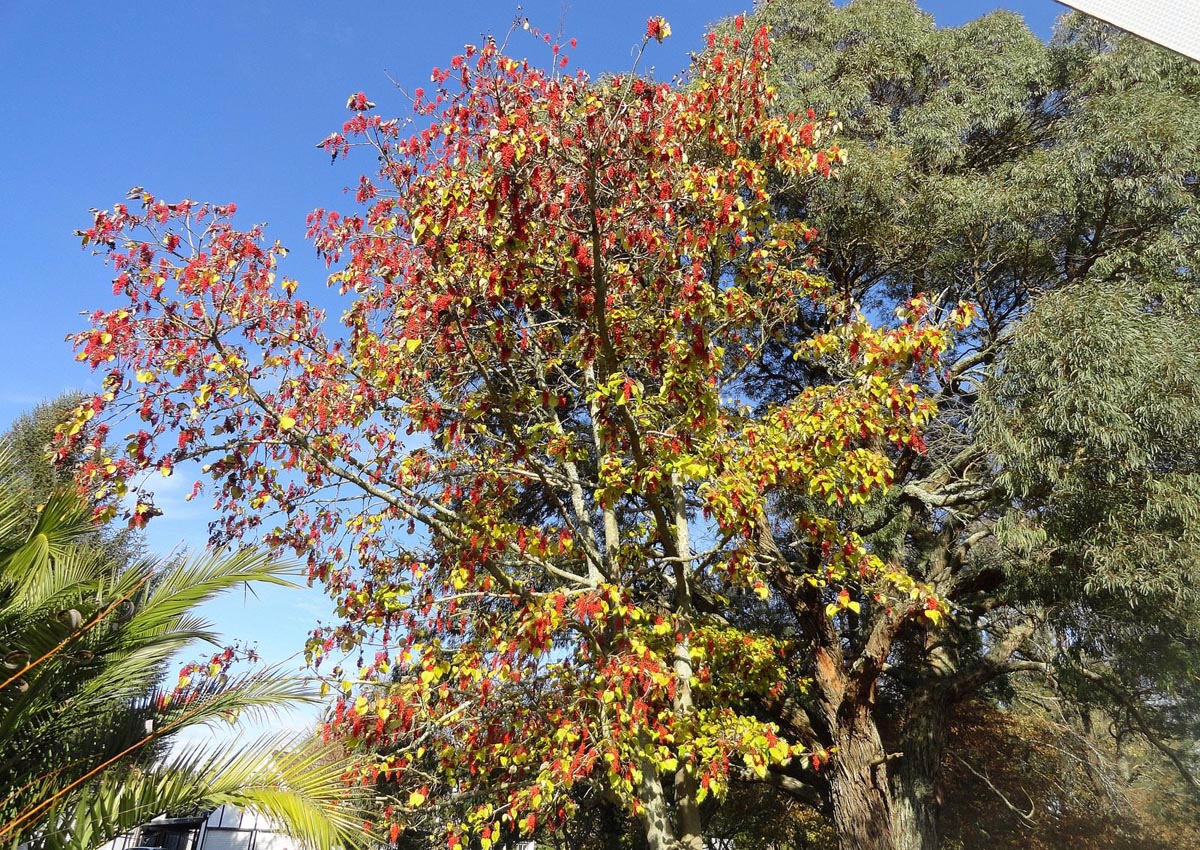 Idesia polycarpa 'Female' tree with vibrant red and yellow flowers reaching towards a clear blue sky.