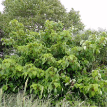 Lush green Japanese knotweed thrives amidst tall grasses, showcasing the invasive plant's dense growth. The foliage fills the frame, highlighting its impact on the landscape.