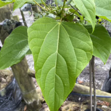Large, heart-shaped green leaves of the Chinese Parasol tree (Firmiana simplex) fill the frame, showcasing their prominent veins and lush texture against a blurred garden background.