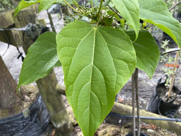 <i>Idesia polycarpa</i> 'Male' - Image 3