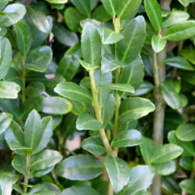 Close-up of a lush green boxwood shrub, showcasing the plant's dense, glossy leaves and sturdy branches, ideal for garden hedges and landscaping.
