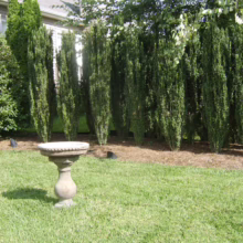 Lush green lawn with a stone birdbath in the foreground, leading to a row of Sky Pencil Holly trees acting as a natural privacy screen against a house in the background. Mulch covers the base of the holly trees.